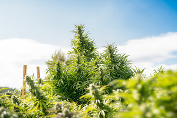 Outdoor Cannabis Flowers