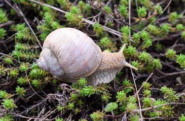A large grape snail crawls along the green vegetation cover. Grape snail with white shell. Helix pomatia, common names the Roman, Burgundy or edible snail or escargot