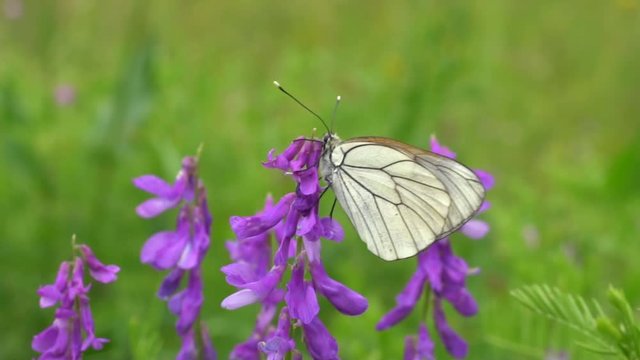 Butterfly called Aporia, the black-veined whites or blackveins