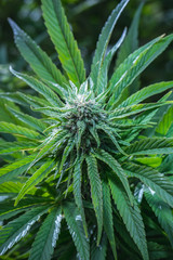 Outdoor Cannabis Flowers