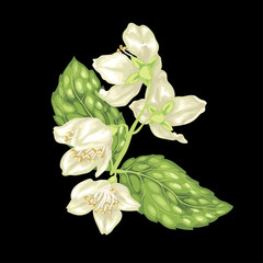 Jasmine branch vector graphic illustration on the black background with flowers and leaves