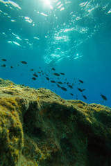 Fototapeta na wymiar Underwater Split sea