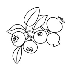 Blueberry cartoon illustration isolated on white background for children color book