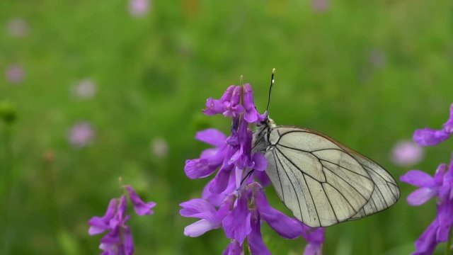 Butterfly called Aporia, the black-veined whites or blackveins