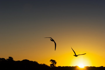 Fototapeta na wymiar Seagulls and Sunset