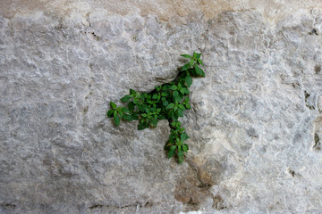 A leaf in cement in a backgrounds plant