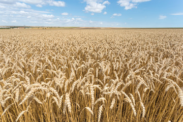 Up close golden wheat field ready for harvest in summer