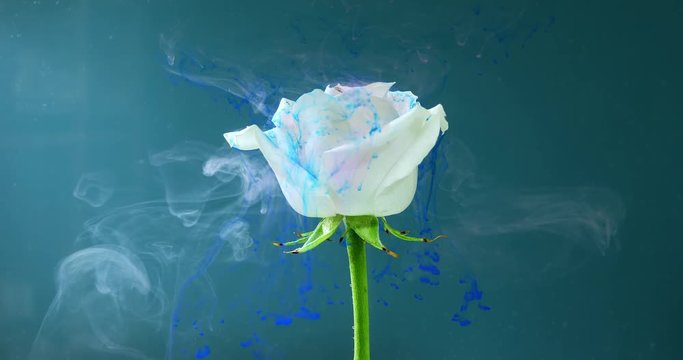Colorful drop falling on a beautiful rose against blue background.