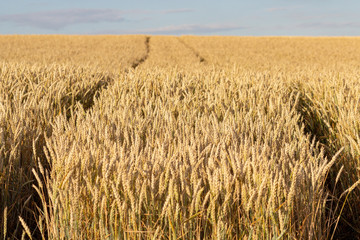 Kornfeld kurz vor der Ernte in der Nahaufnahme mit Fahrspuren