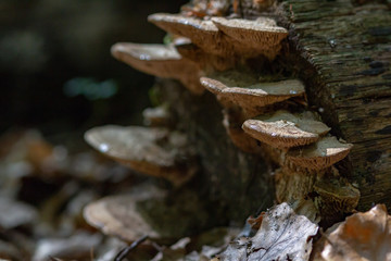 Baumpilze im Wald 