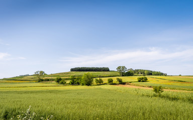 Beautiful countryside meadow on hill and blue sky