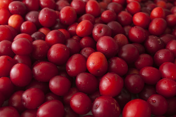 fresh thorn-plum in a large number of coated droplets of moisture