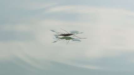 Gerridae, mating aquatic insects water meter on the pond