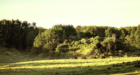 Cows Grazing In A Michigan Pasture
