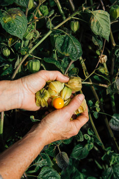 Chinese lantern fruit