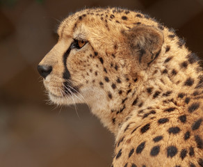 Cheetah The Cat Looking Left
