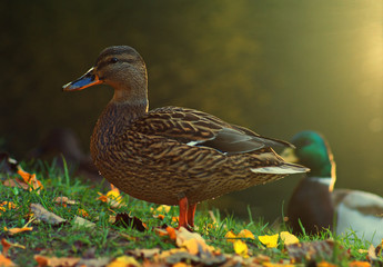 Wild duck female in the evening sun