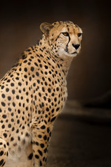 Cheetah The Cat Vertical Portrait