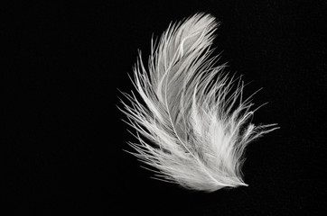 Single Fluffy White Feather on Black Background