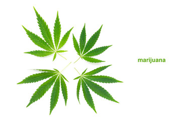 Cannabis leaf on a white background.Medicinal plant, drug.