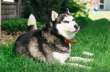 Dog husky lying on the grass and licked