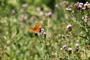 A Comma butterfly Polygonia c-album perching on a purple thistle head