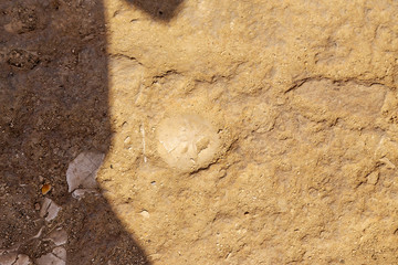 Dweira, the island of Gozo, Malta. Petrified flower print