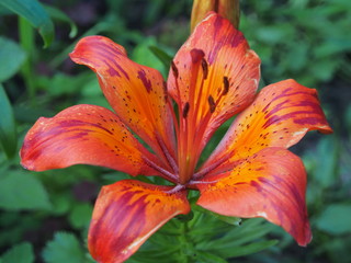 The flower Bud of a Lily. Red petals with yellow spots.