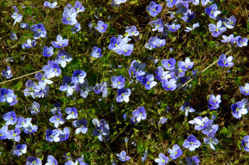 голубой ковер из цветов