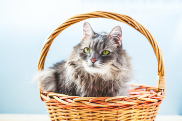 Fototapeta na wymiar Gray fluffy frowning cat sitting in a basket on a light background