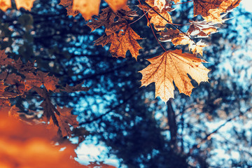 Autumn maple leaves in the sunlight