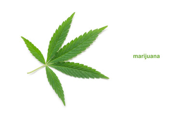 Hemp leaf on white background.Medicinal plant, drug.