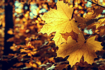 Naklejka na ściany i meble Autumn maple leaves in the sunlight