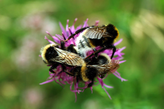 Bumblebee family - Stockphoto 