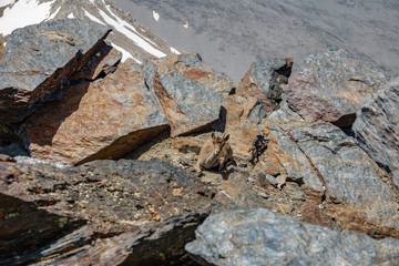 Mountain goat resting in a dangerous place