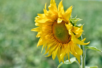 Beautiful sunflower on light green background