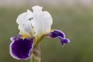 iris flower