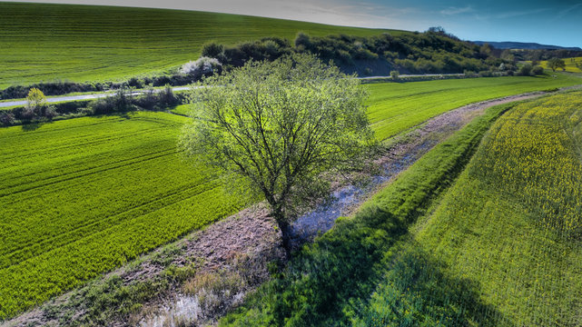 Green landscape in a friendly valley with a small flovered tree and green everywhere