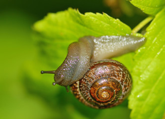 Snail sitting on a leaf of the plant.
