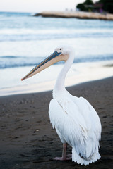 white pelican walking on the beach