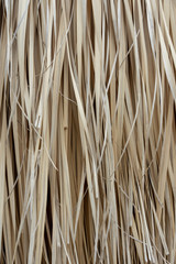 grass tree leaf for light brown background, nolina longifolia