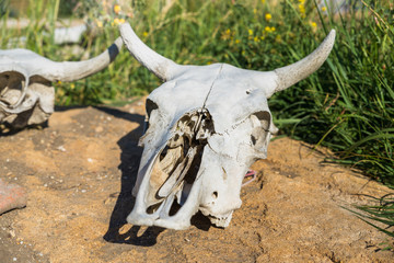 cow skull lying on the ground - 211975705