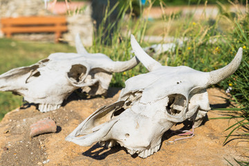 cow skull lying on the ground - 211975734