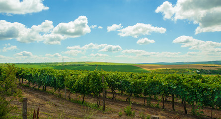 Fototapeta na wymiar bright landscape: green vineyards, yellow fields and hills, blue sky and clouds