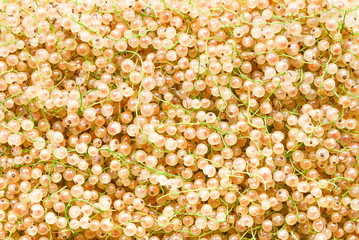White juicy currants background. Top view. Healthy food.