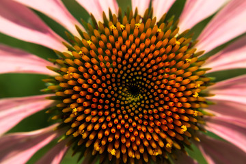 Closeup of Cone Flower, also known as Echinacea, in a Garden. geometric pattern