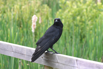 Carrion crow perched on wooden fence