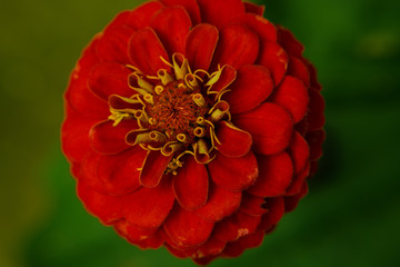 Macro of red Zinnia flower.