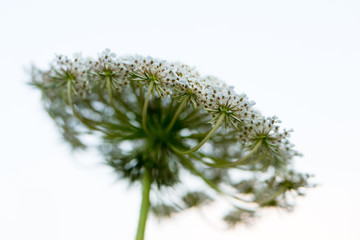 Queen Anne's Lace
