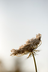 Queen Anne's Lace
